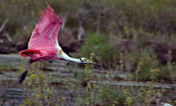 spoonbills